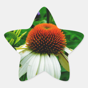 Sticker Étoile Fleurs de cônes blanches et orange