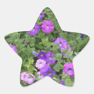 Sticker Étoile Fleurs de pétunia violettes florales de printemps 