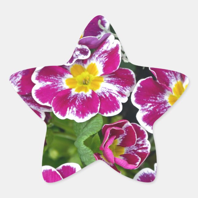 Sticker Étoile Fleurs de primrose violet et jaune (Devant)