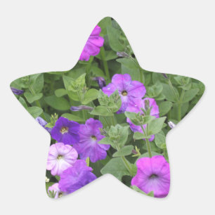 Sticker Étoile Fleurs printanières Jardin pourpre Petunia Photo f