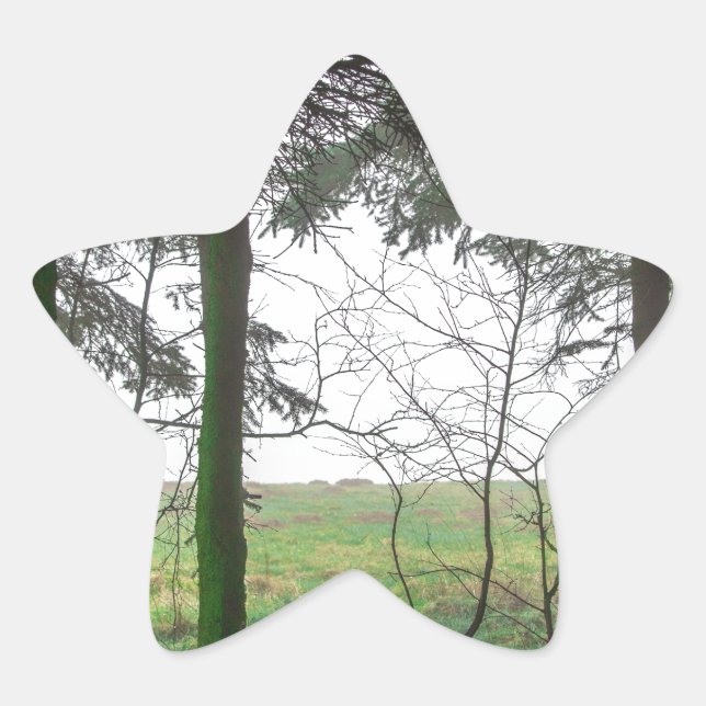 Sticker Étoile Forest overlooking clearing in the fog (Devant)