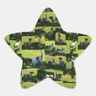 Sticker Étoile Fox Terrier Photo Collage,