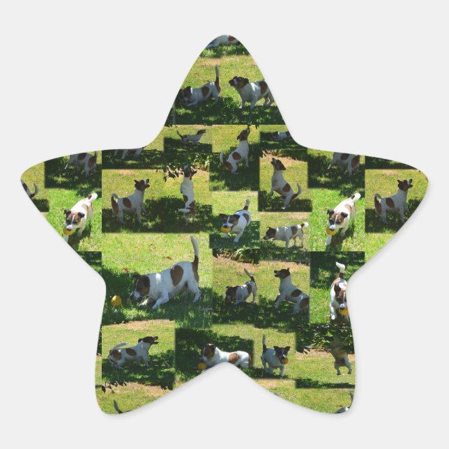 Sticker Étoile Fox Terrier Photo Collage, (Devant)