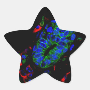 Sticker Étoile Glande mammaire de la souris