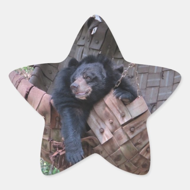 Sticker Étoile Hammock de l'ours endormi Parc Art de camping de l (Devant)