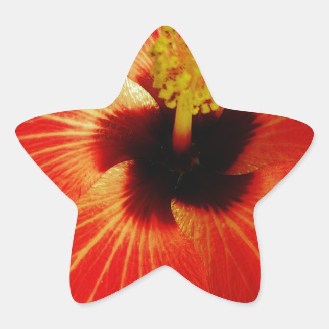Sticker Étoile Hibiscus rouge (Devant)