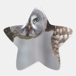 Sticker Étoile hiboux plumes d'animaux oiseaux parc d'oiseaux ois