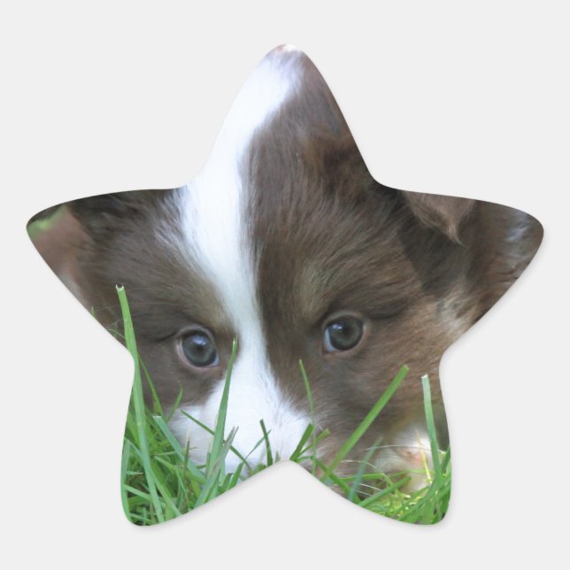 Sticker Étoile Islandhund (Devant)