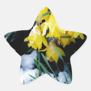 Sticker Étoile Jaune Daffodils fleurs dans la neige
