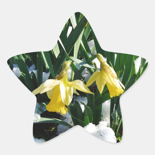 Sticker Étoile Jaune Daffodils fleurs dans la neige (Devant)