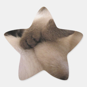 Sticker Étoile Jumeaux Caressent Chat Chaton Siamois Mignon