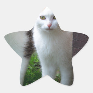 Sticker Étoile Les chats jouent