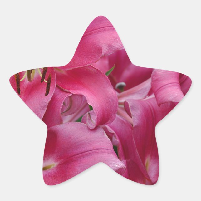 Sticker Étoile Lys stargazers roses (Devant)