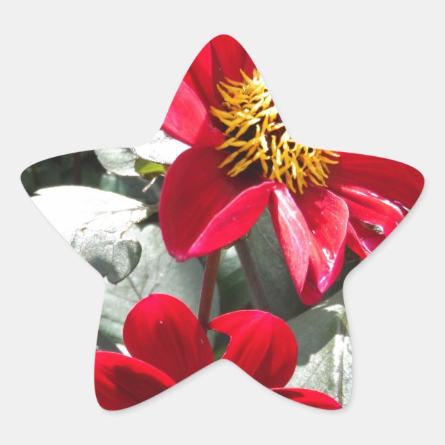 Sticker Étoile marguerite rose chaud rouge / marguerites fleurs (Devant)