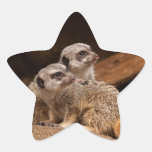 Sticker étoile Meerkat