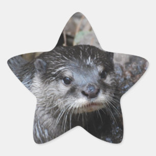 Sticker Étoile Muddy Otter