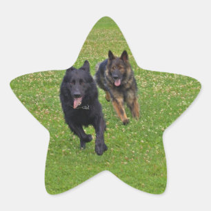 Sticker Étoile Paire des bergers allemands