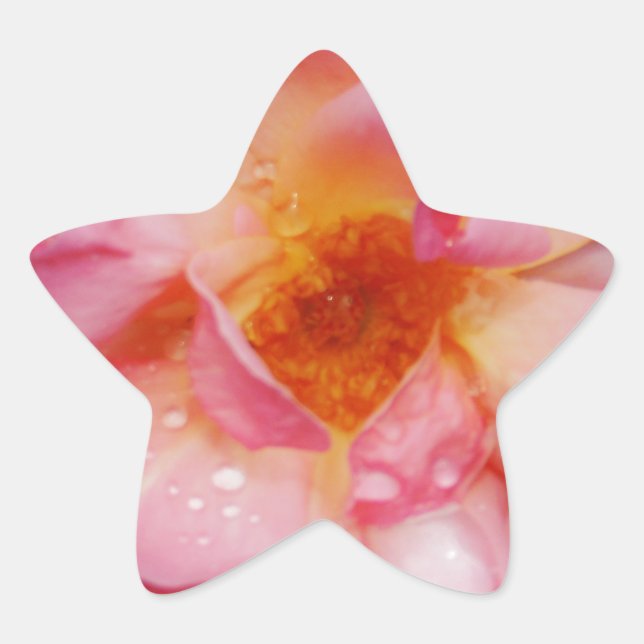 Sticker Étoile Pink Rose w/ Dew Drops Black Background (Devant)