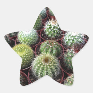 Sticker Étoile Plantes de cactus verts