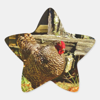 Sticker Étoile Poulet noir et blanc dans la ferme