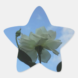 Sticker Étoile Rose blanche dans le bleu