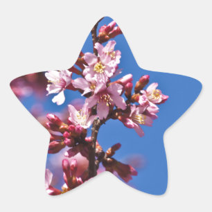 Sticker Étoile Sakura Cerry Blossoms Touché Bleu