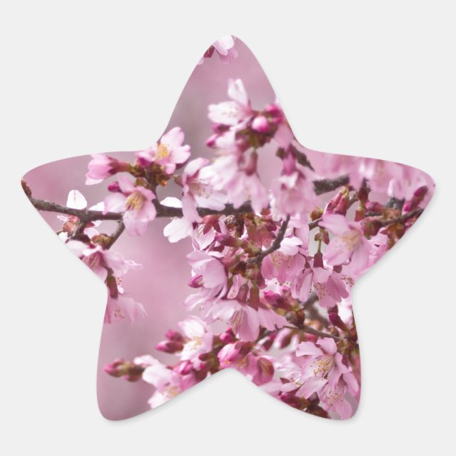 Sticker Étoile Sakura Cherry Blossoms Pastel Pink Layers (Devant)