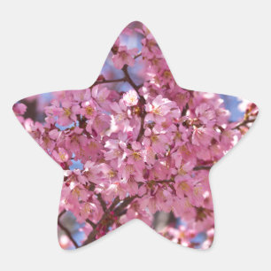 Sticker Étoile Sakura Pink Cherry Blossom Sky