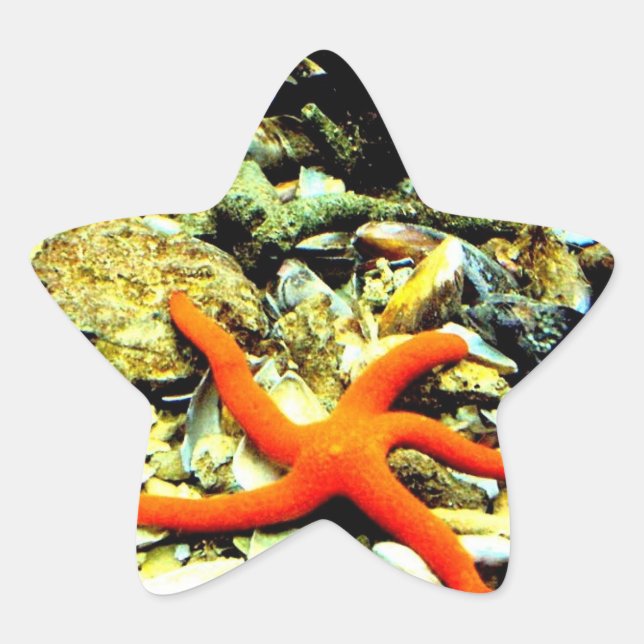Sticker Étoile Starfish sur Star (Devant)