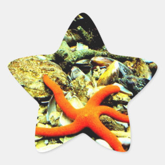 Sticker Étoile Starfish sur Star