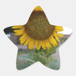 Sticker Étoile Tournesol