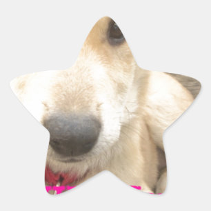 Sticker Étoile Tu Devrais WIFI Ton Amour Tous Les Jours