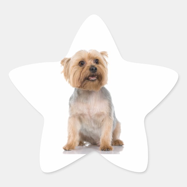 Sticker Étoile Yorkshire Terrier (Devant)