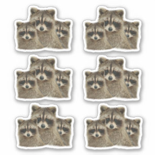 Sticker Famille de Raccoons