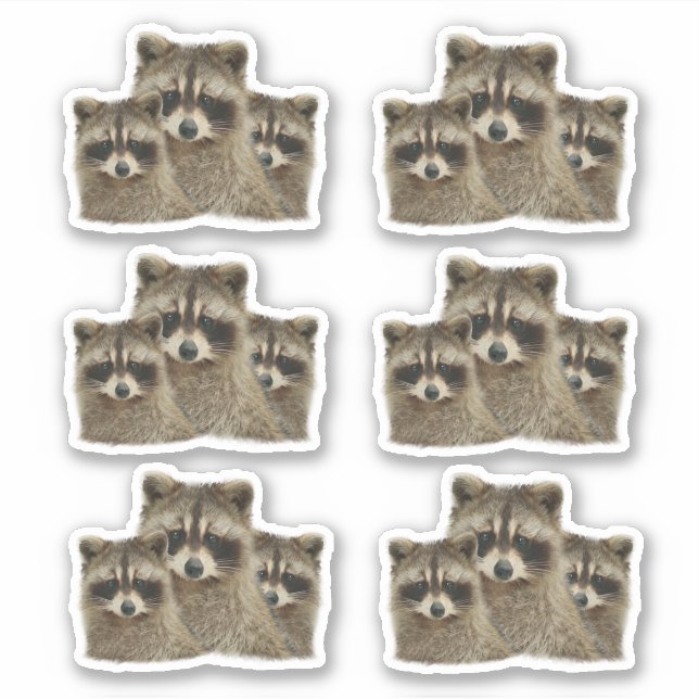 Sticker Famille de Raccoons (Devant)