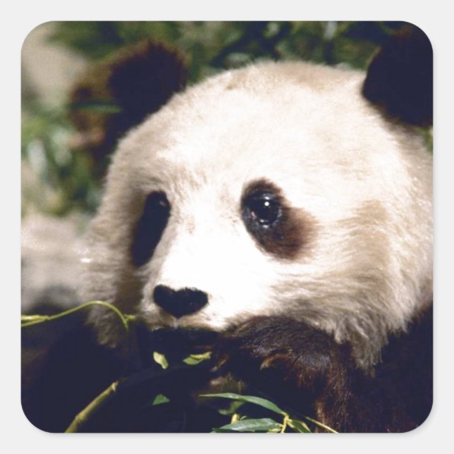 Sticker Faune Blanc Douce Panda Ours Visage (Devant)