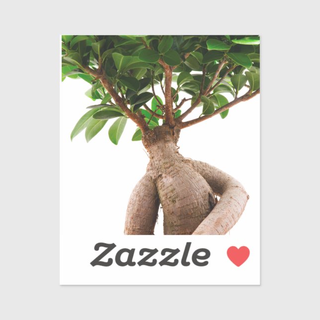 Sticker Ficus Ginseng (Feuille)
