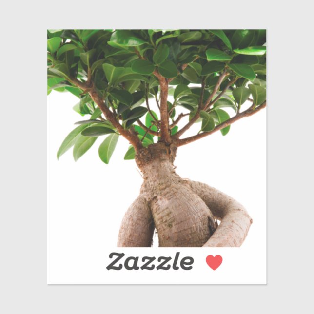 Sticker Ficus Ginseng (Feuille)