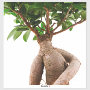 Sticker Ficus Ginseng