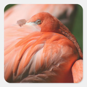 Sticker Flamant rose