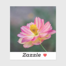 Fleur Cosmos du jardin