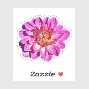 Sticker Fleur Dahlia géante rose magenta
