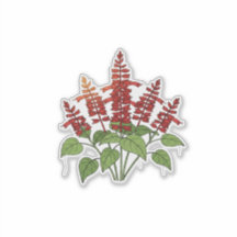 Fleur de jardin - Sauge écarlate