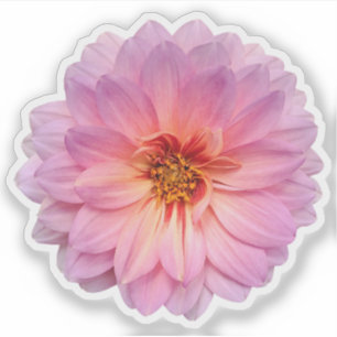 Sticker Fleur unique rose et violet Zinnia