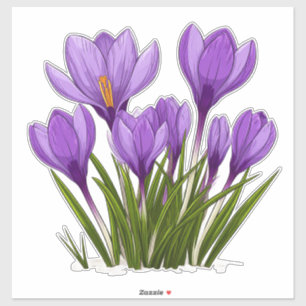 Sticker Fleurs de Crocus Violet Vibrant en Fleur Jardin