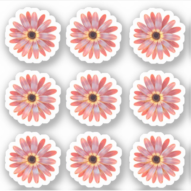 Sticker floral coloré Gerbera Daisy (Devant)