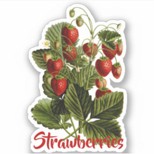 Sticker Fraises personnalisables