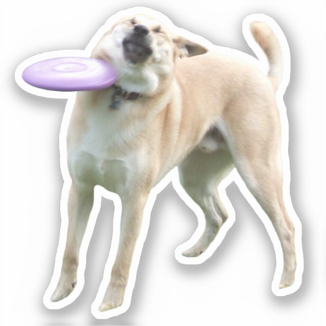 Sticker Frisbee Dog Meme (Recto)