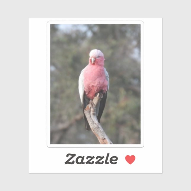 Sticker Galah (Feuille)