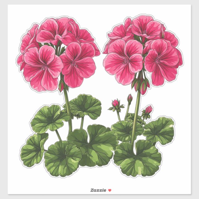 Sticker Géraniums roses vibrants avec des feuilles vertes  (Feuille)